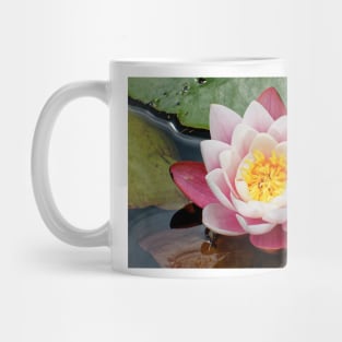 Blooming water lily in summer Mug